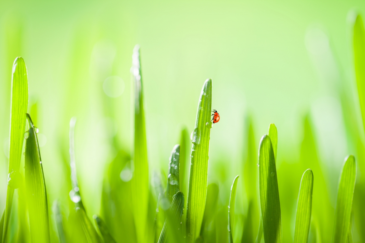 Natural green grass water drop 4K eye protection wall