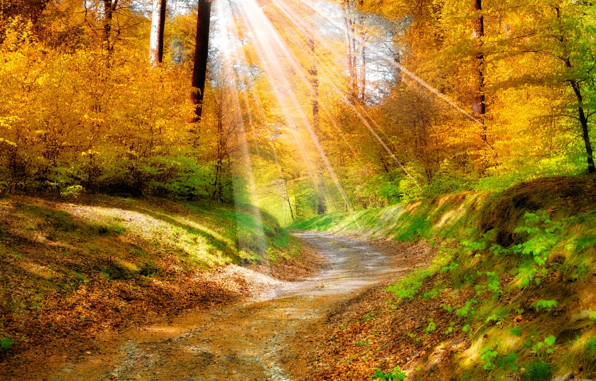 Nature golden autumn sunny woods