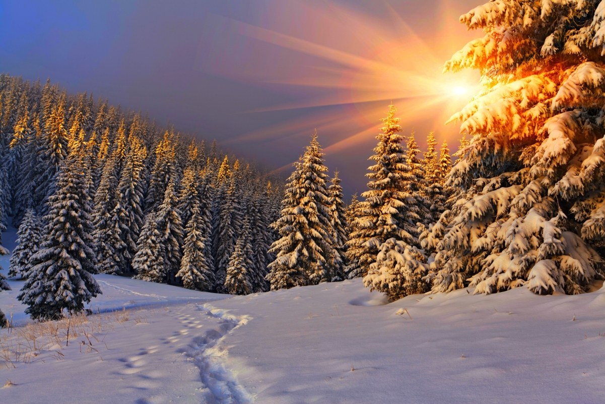 Nature winter woods snow sky