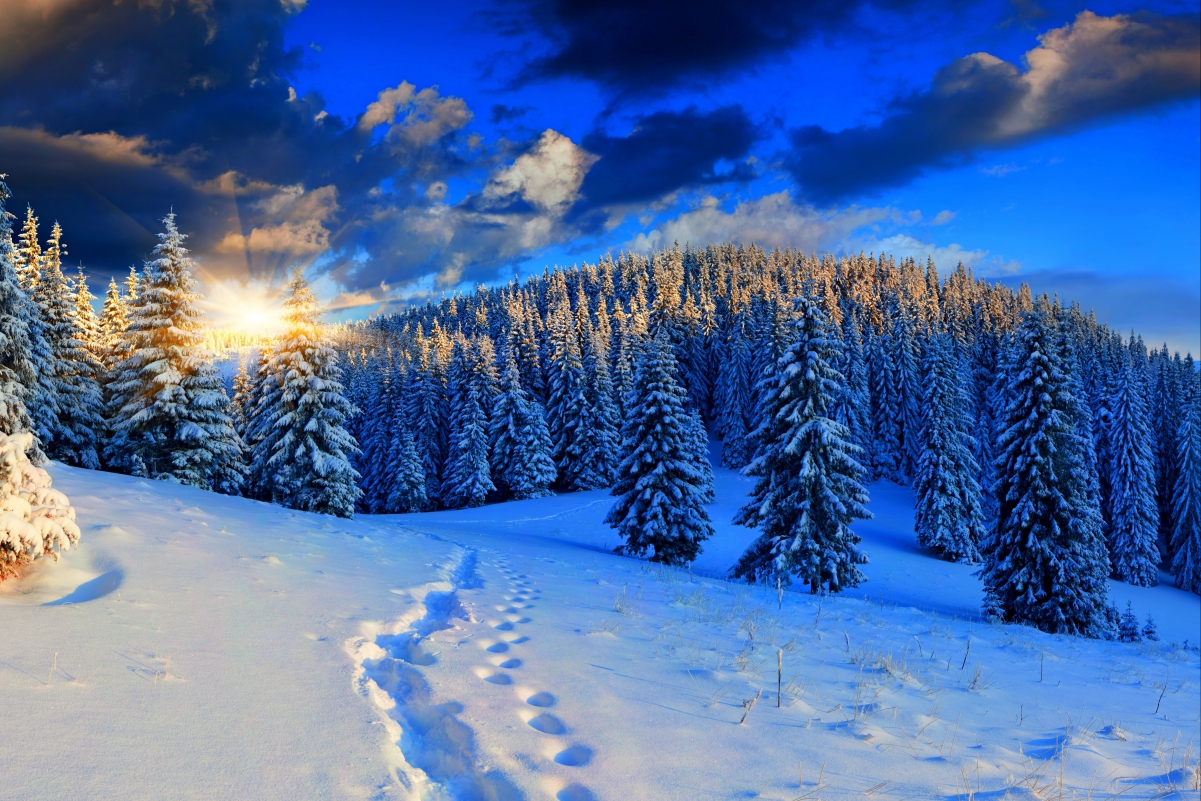 Nature winter woods snow footprints