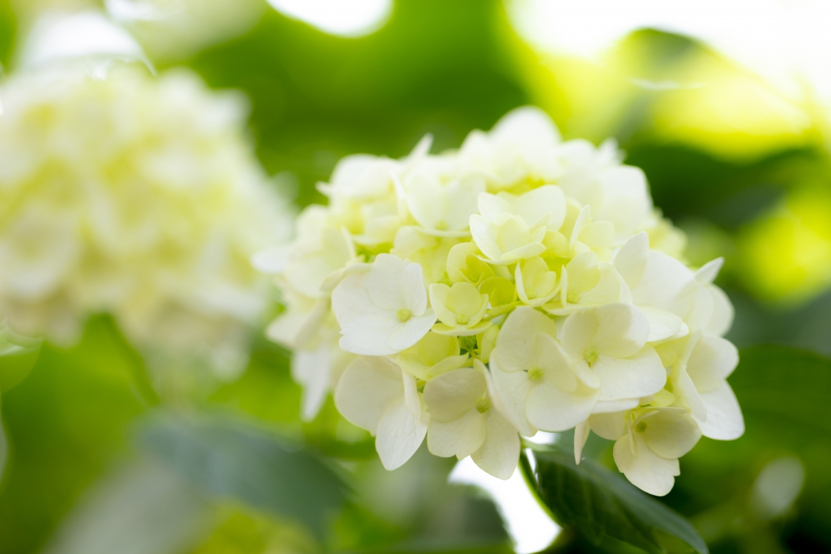 Hydrangea 4k wallpaper