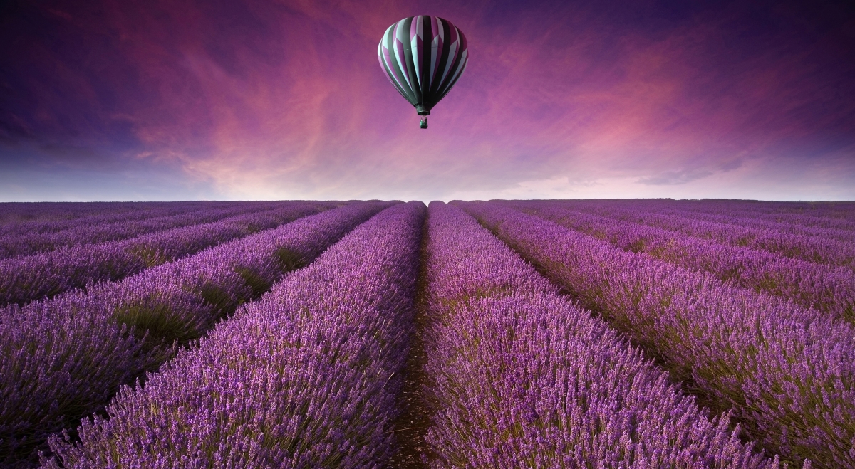Purple flower sea hot air balloon lavender