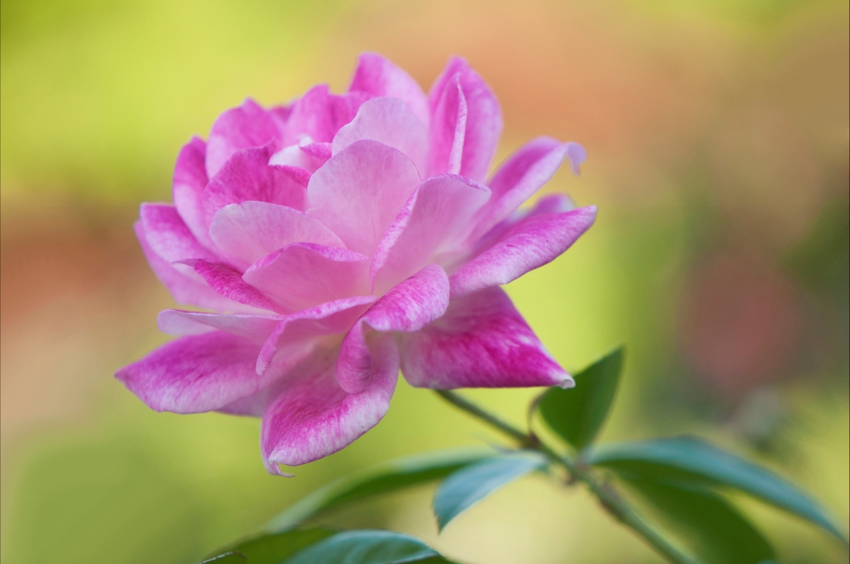 Purple petals 4K wallpaper