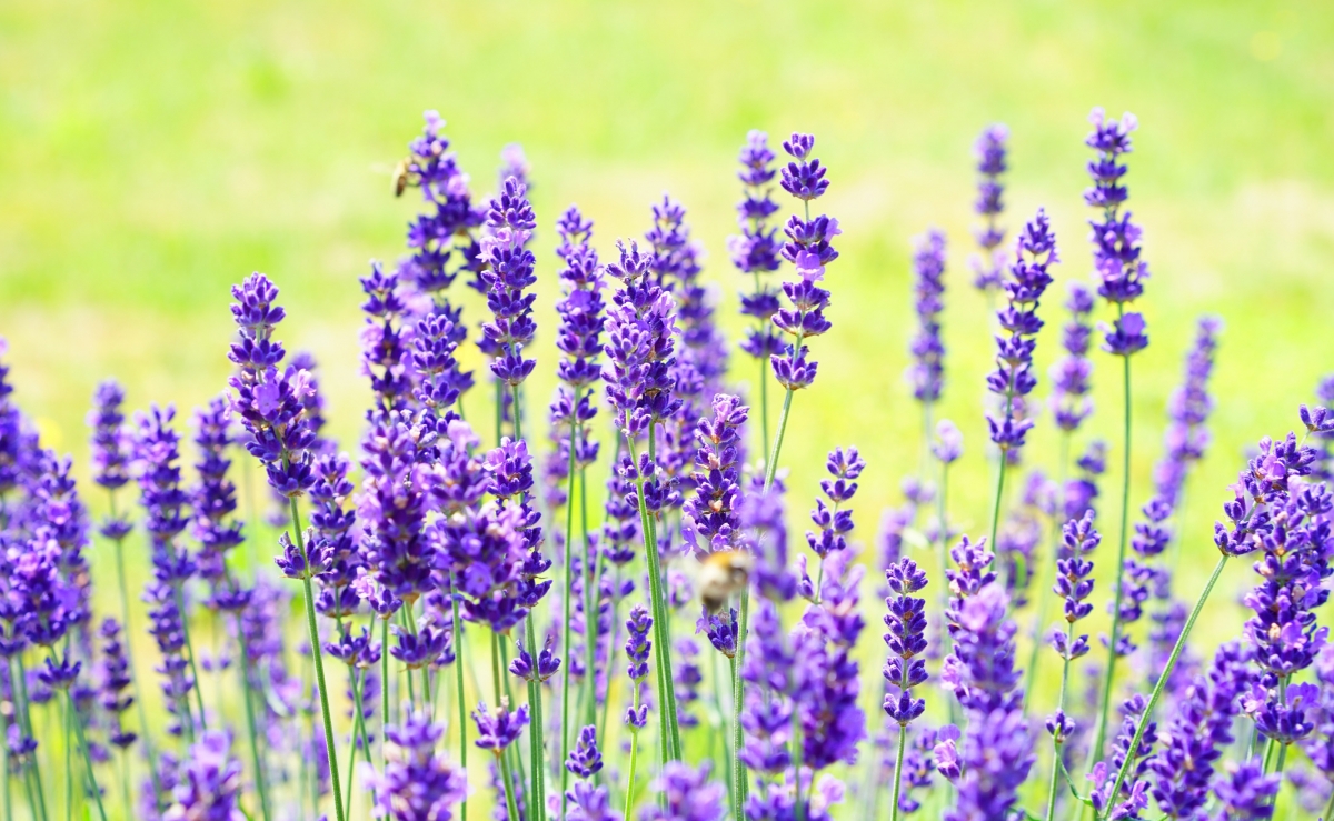 Purple Lavender HD 4K Wallpaper