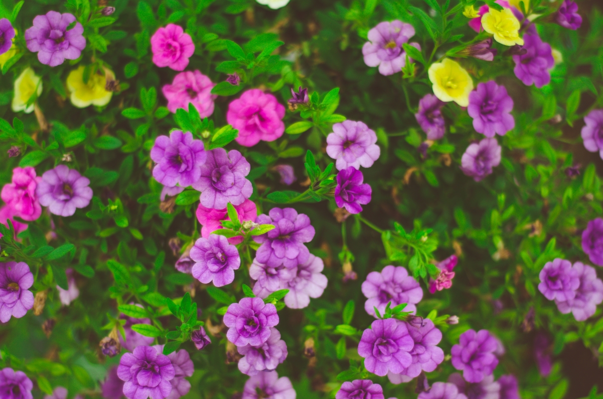 Purple yellow pink flowers 4K