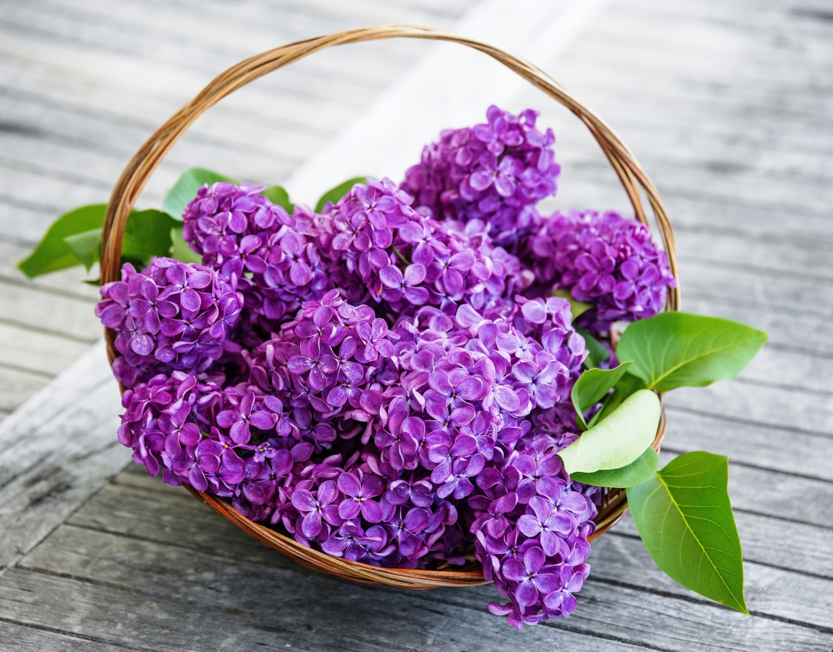 Lilac basket lilac flower illustration