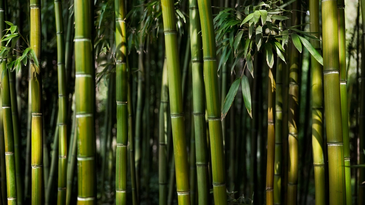 Bamboo and bamboo leaves 4k wallpaper