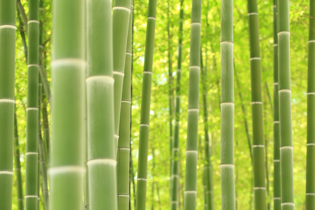 Bamboo forest, bamboo, bamboo sea, natural bamboo