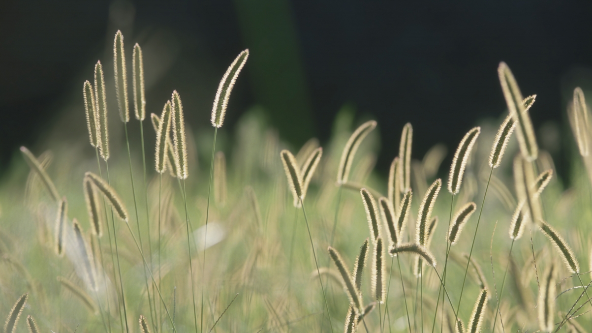 Bristle Grass 5k Wallpaper 5120x2880