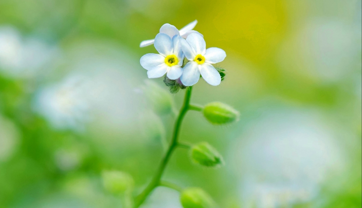 Illustration of small white flowers with plant stems