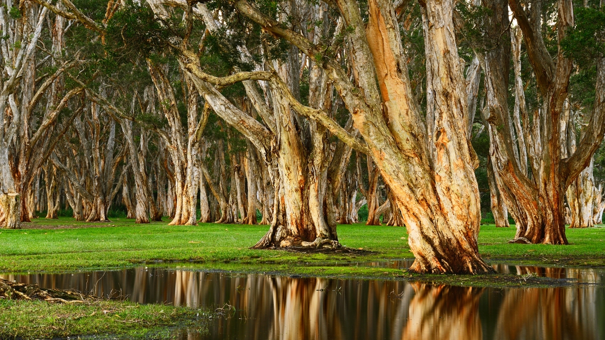 Swamp forest 4k landscape wallpaper