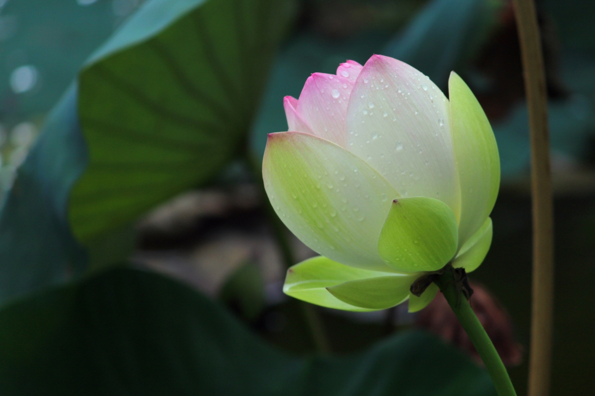 4K picture of lotus blooming after rain
