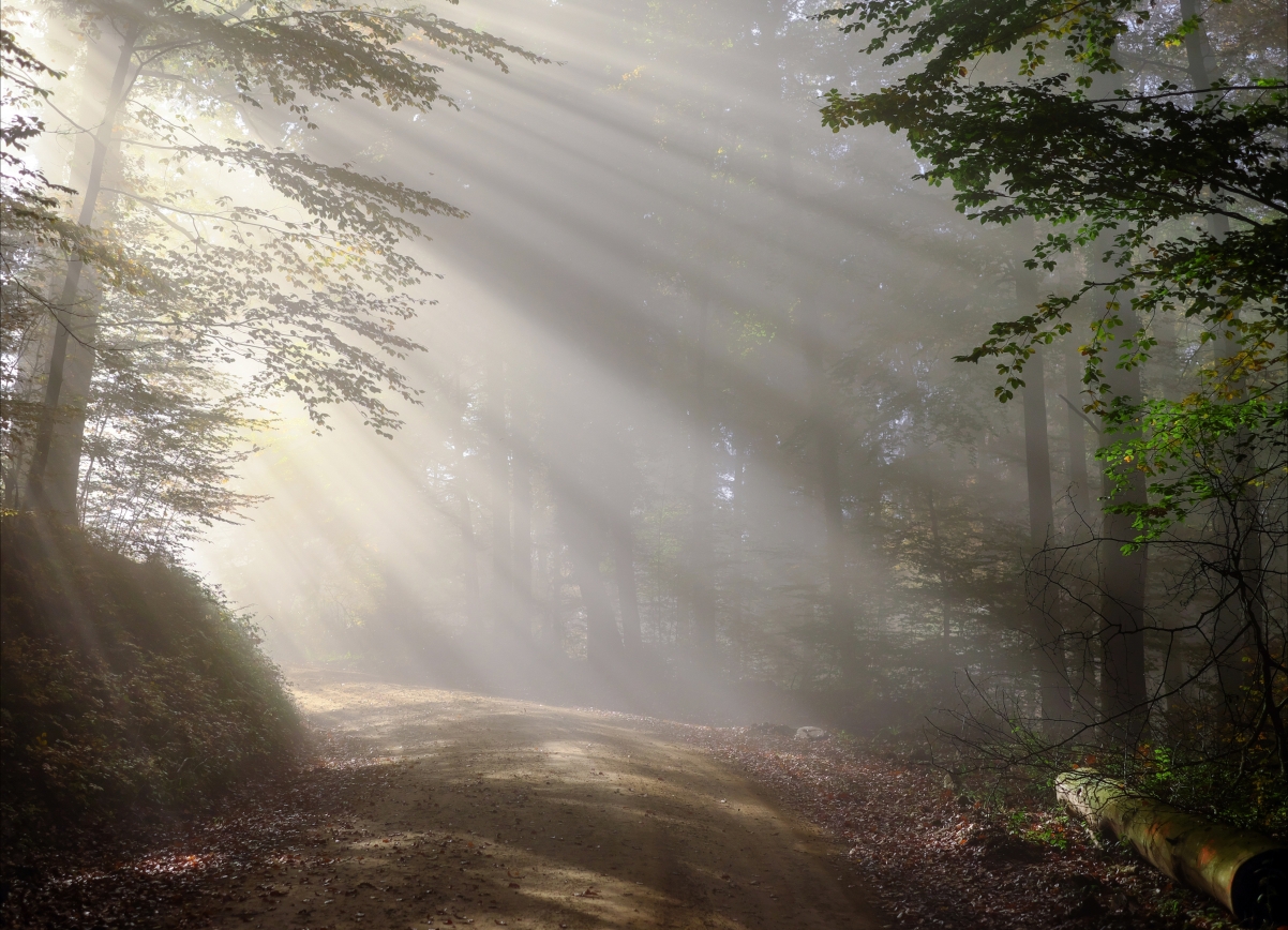 Morning fog sunny forest 4K landscape