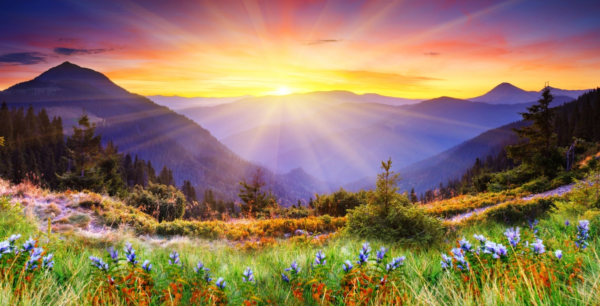 Morning flower tree mountain nature spruce