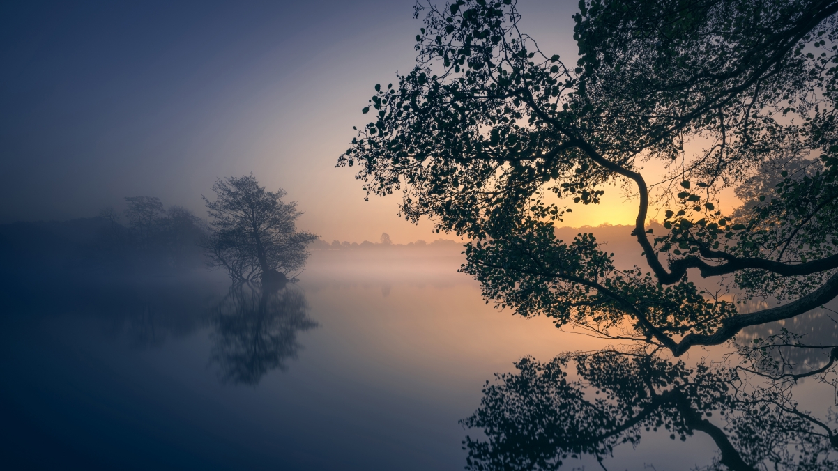 Morning, lake, trees, fog, 4k wind