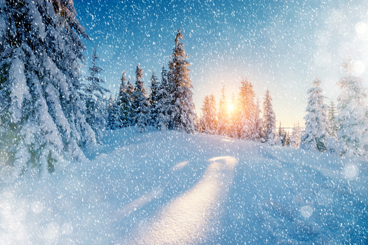 Spruce, nature, snowflakes, snow, winter