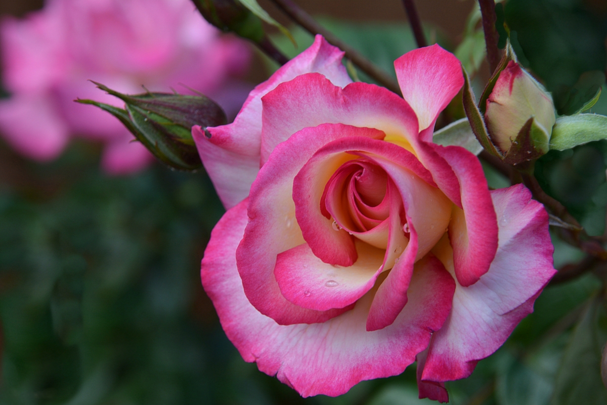 Rose flower 4k wallpaper