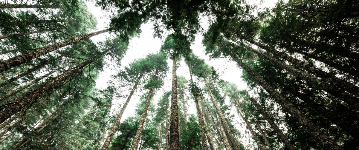 Virgin forest green tall trees 34