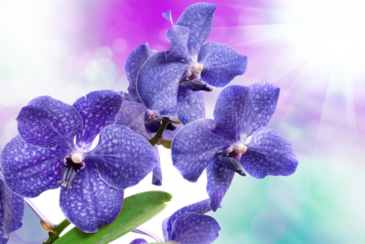 Blue iris flowers 4k picture