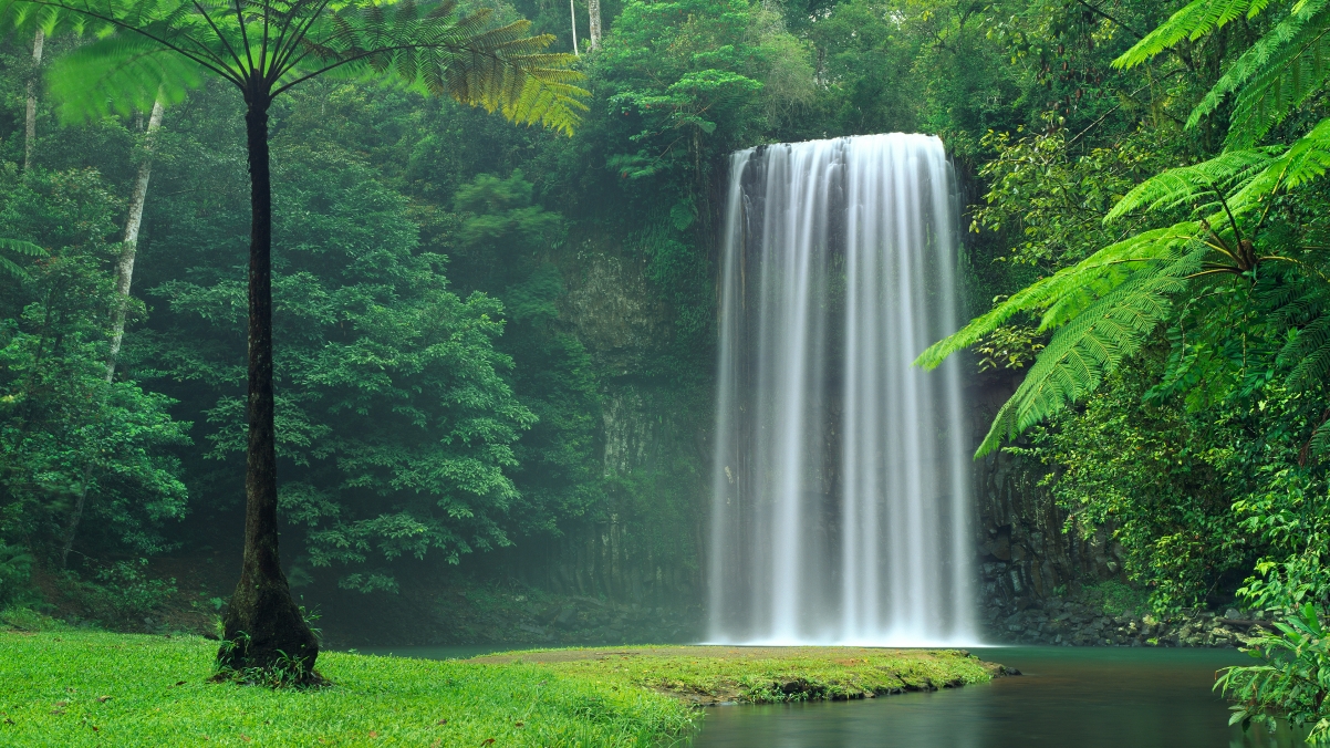 Lush ferns and heat