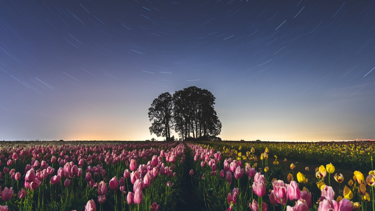 Tulip Farm 4k Wallpaper 3840x2