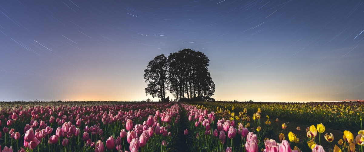 Tulip Farm 3440x1440 HD