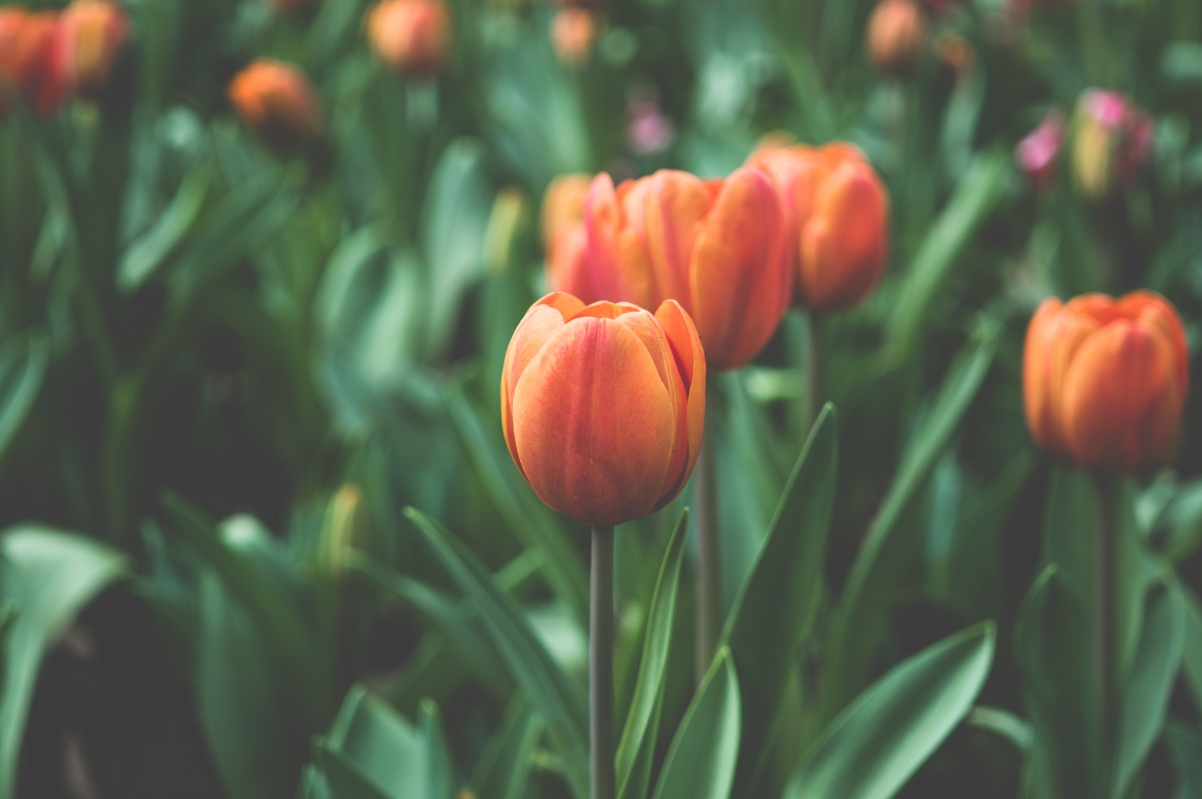 Tulip Flower 4K Wallpaper