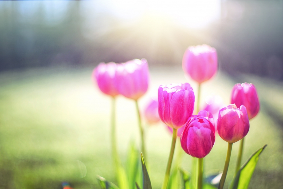 Tulip 5k picture