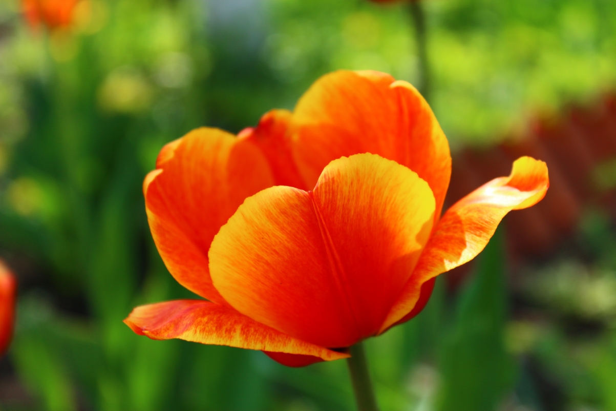 Tulips 5k HD pictures