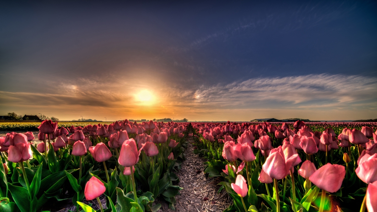 Tulip flower sea sky 4k landscape