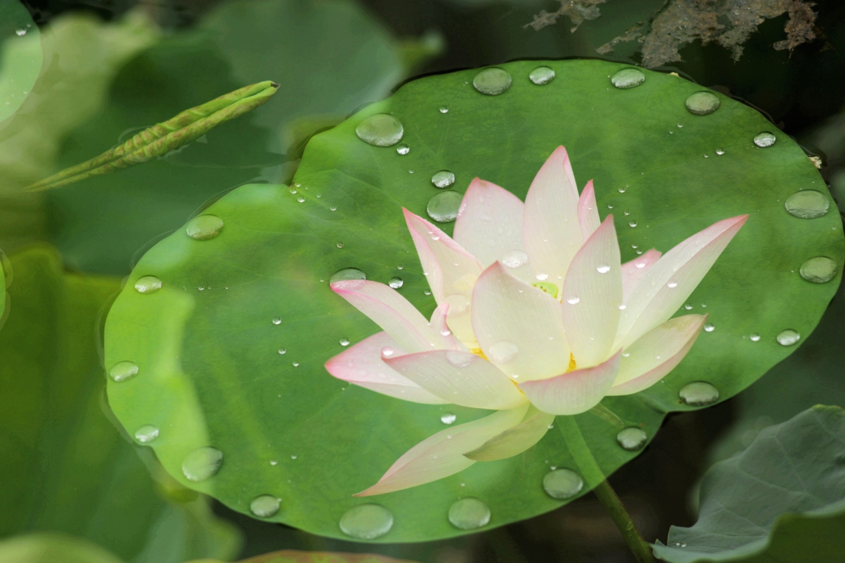 After the rain, the lotus photography picture