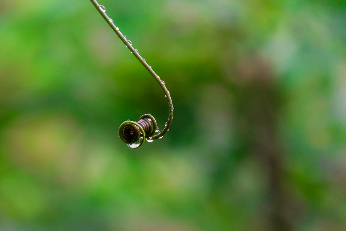 4k protection of waterdrop vine plants after rain