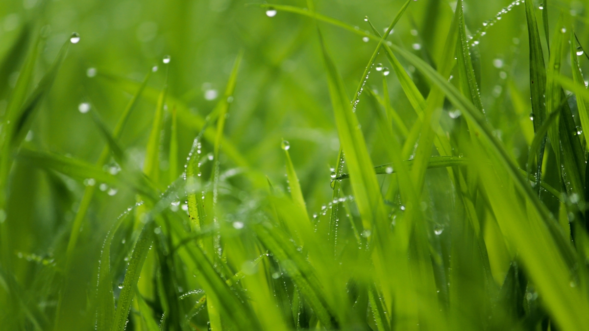 Raindrops green plant leaves 4k wall