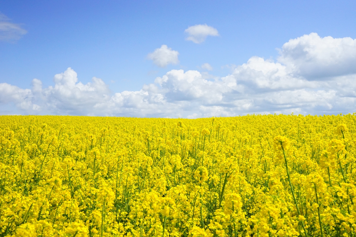 Rapeseed field rapeseed 4K HD picture