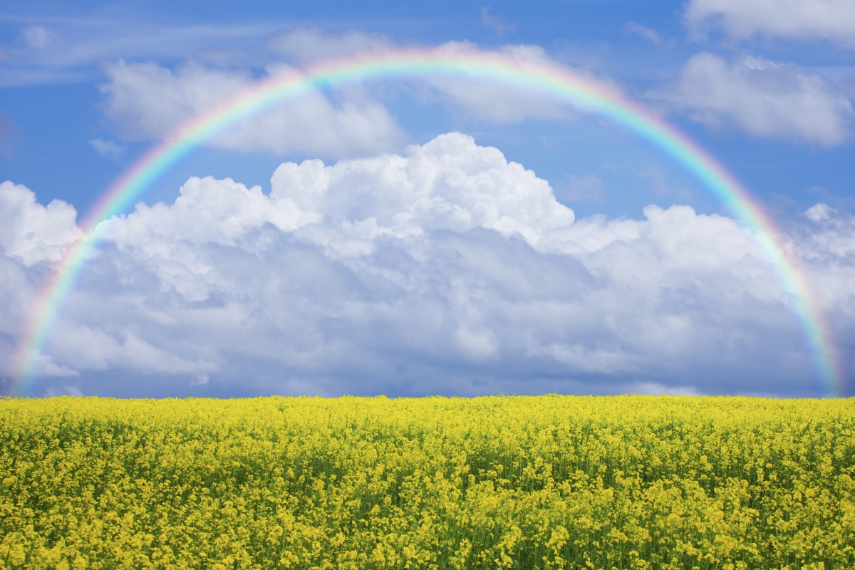 Beautiful rainbow of rapeseed flowers in rape field