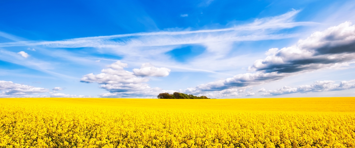 Rapeseed sky 3440x1440 belt