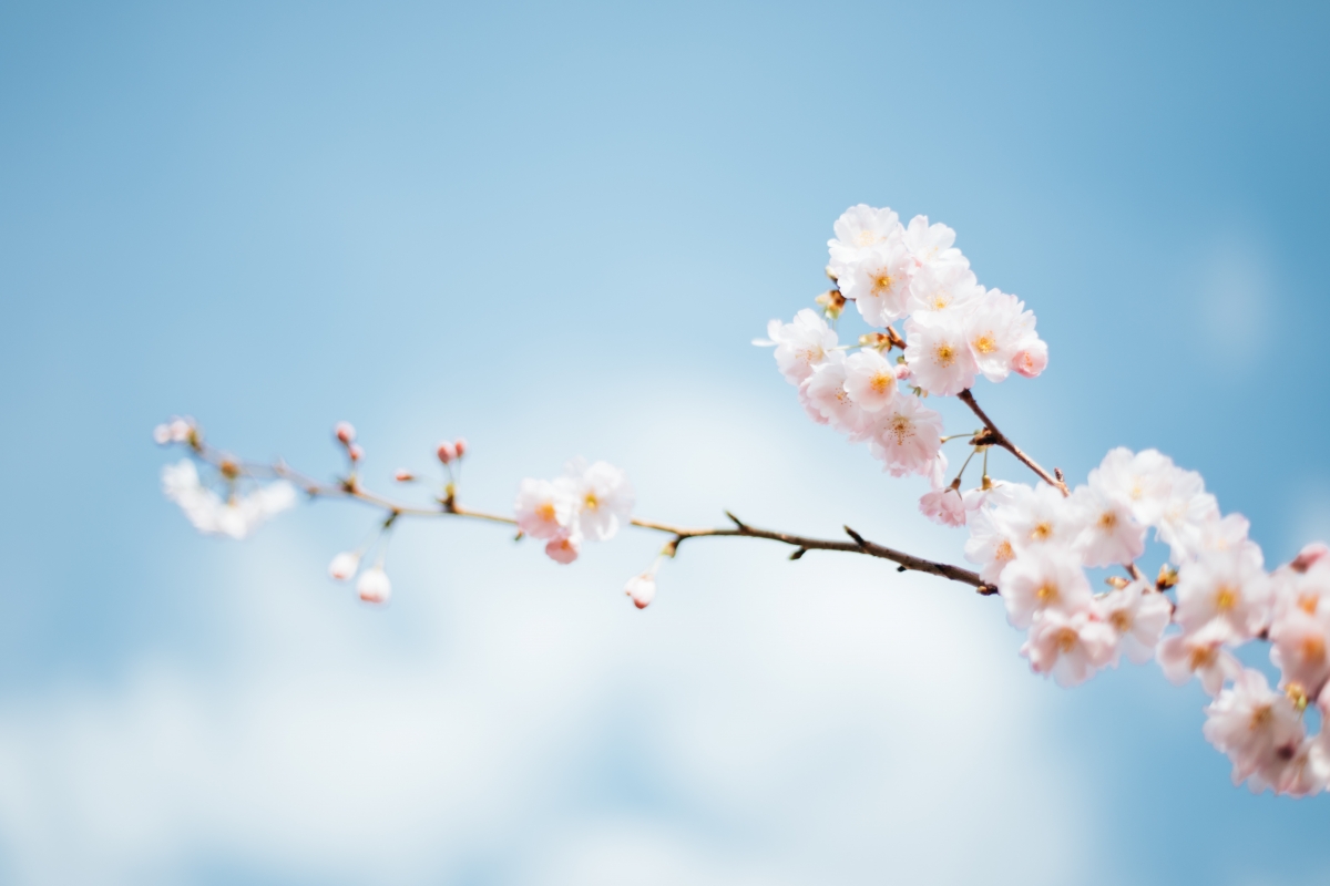 Cherry Blossom Landscape 6K Wallpaper