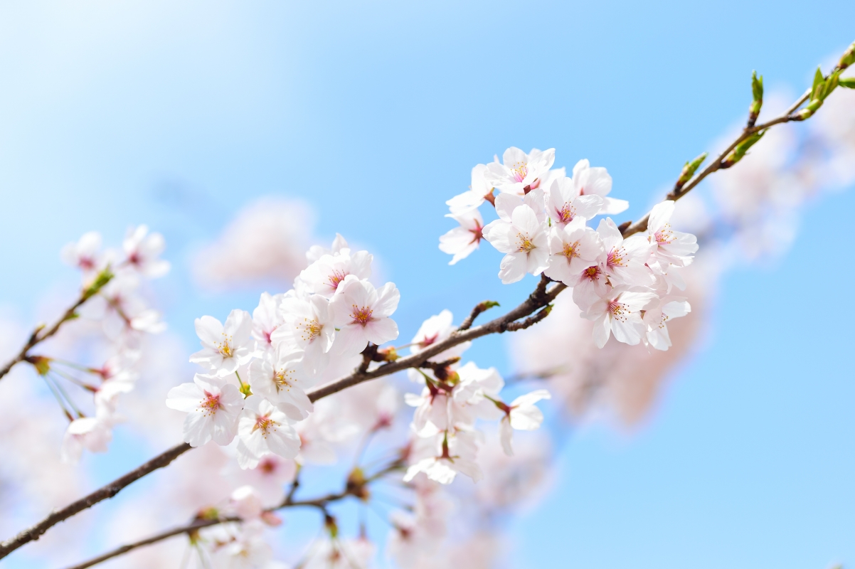 Sakura 4k pictures
