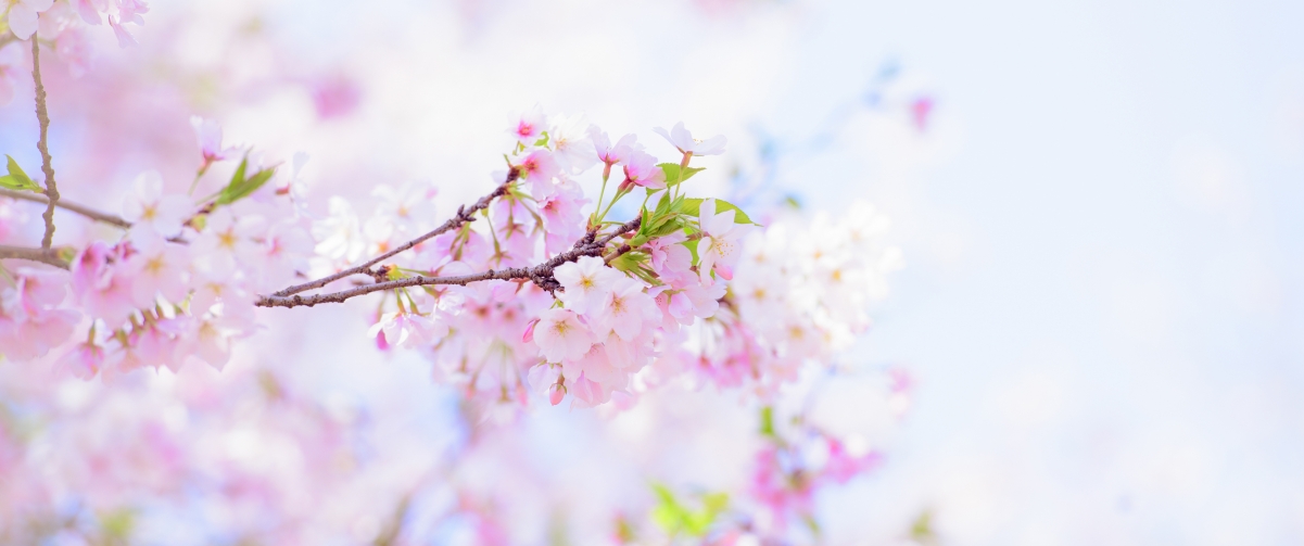 Cherry blossom photography@吴秋煌带鱼屏