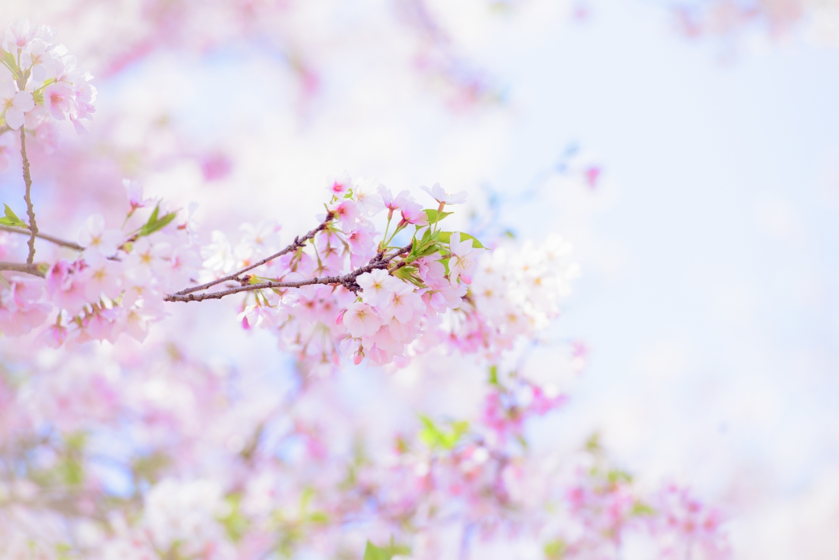 Cherry blossom photography@吴秋煌 5k wallpaper