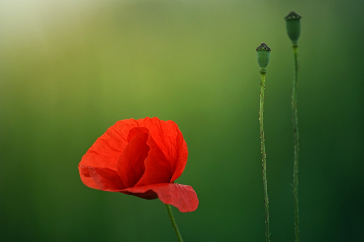 Poppy Flower 4K Wallpaper