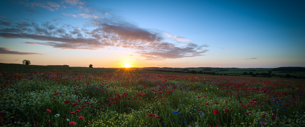 Sunrise on the poppy field 3440x144