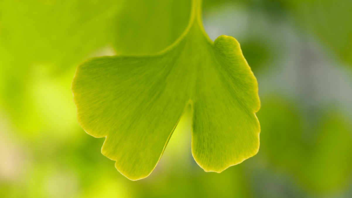 Ginkgo Leaf 4K HD Eye Protection Desktop Wall
