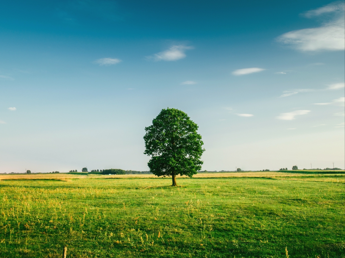 A tree landscape 4k wallpaper
