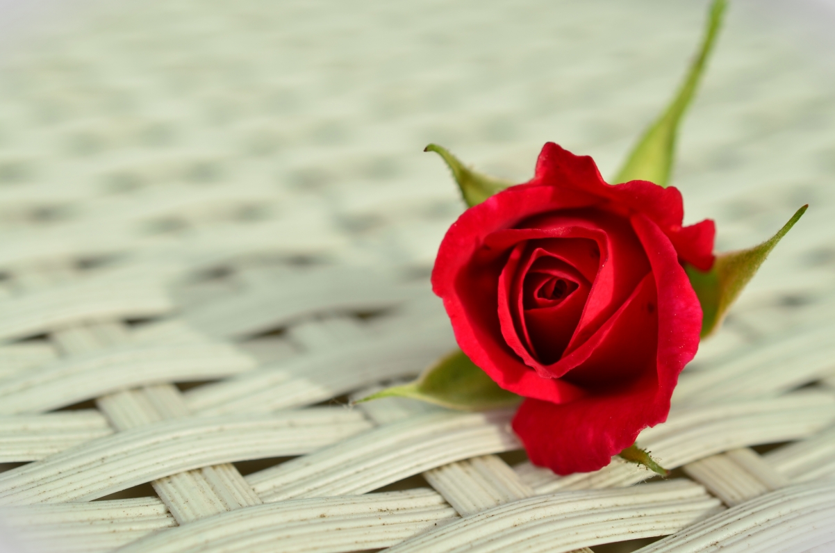 Illustration of a beautiful red rose