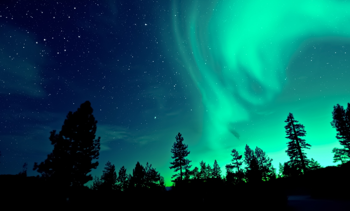 Night forest aurora 4k landscape wallpaper
