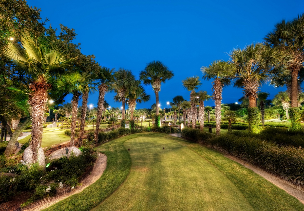 Palm tree lawn at night park