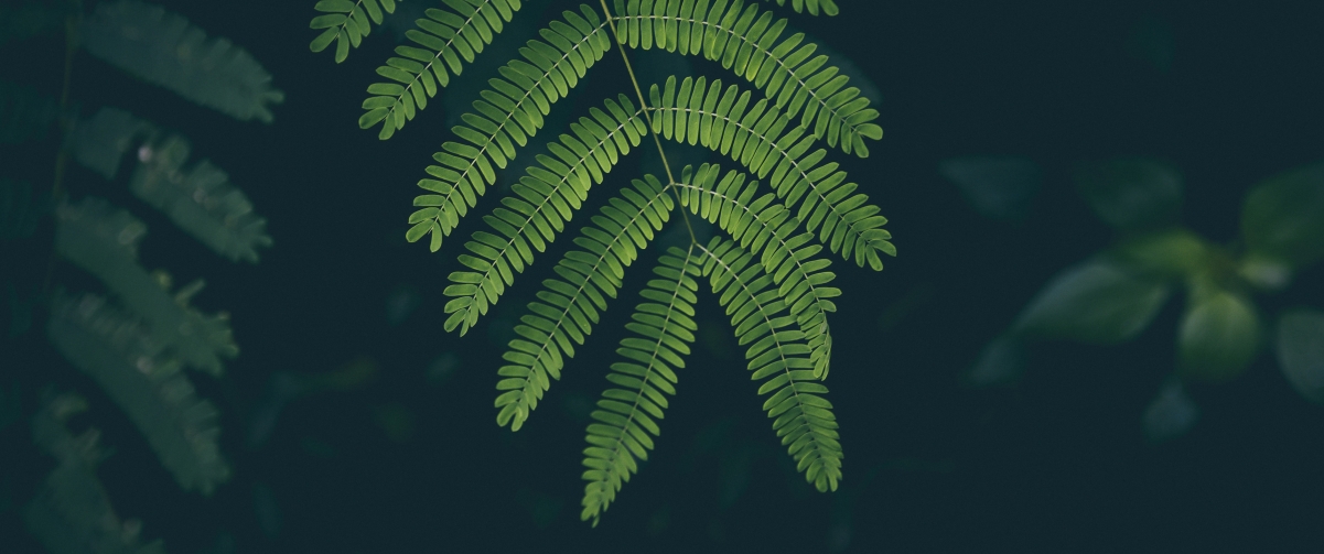 Leaf Plant 3440x1440 Wallpaper