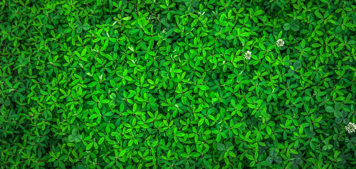 Leaf nature green spring grass