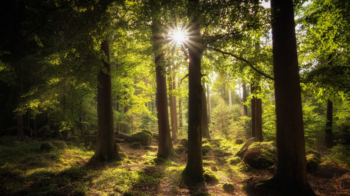 Sun shines through the woods forest landscape 4k